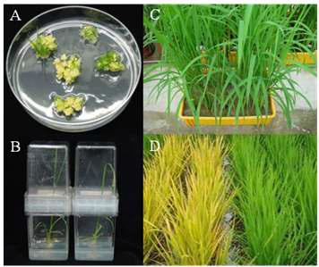 Formation and expression of the bar gene in transgenic rice plants.