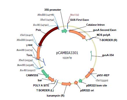 Schematic representation of the pC3301-TMT for soybean transformation