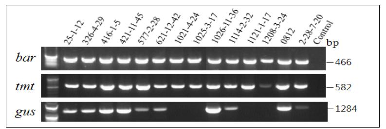 PCR amplification of transgenic soybean