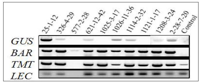 RT-PCR analysis of the expression of several mRNA in transgenic soybean seed