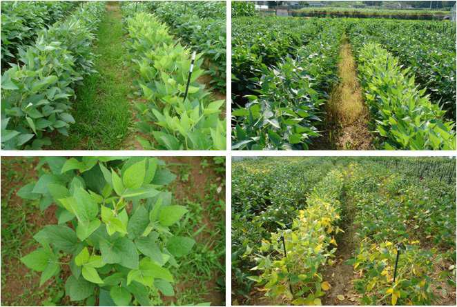 Field test of transgenic soybean