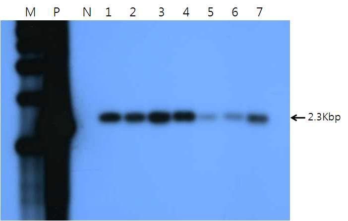 Southern blot analysis of transgenic rice plants carrying the hLF gene.