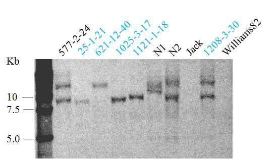 Southern blot analysis of transgenic soybean.