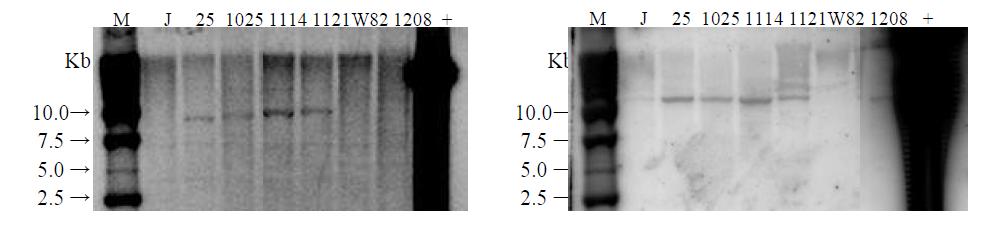 Southern blot analysis of transgenic soybean. gDNA from transgenic soybean was digested