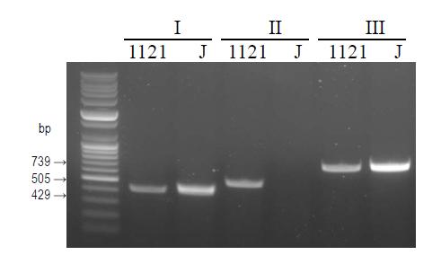 PCR product for the designed primers