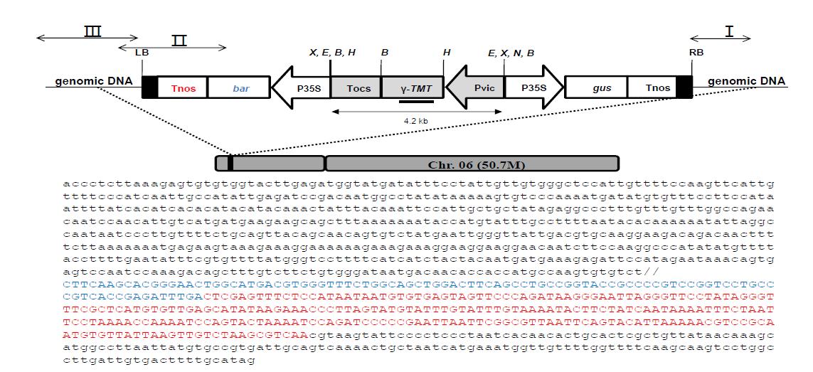 Searching for insertion site of soybean chromosome and genome in transgenic soybean 1121-1-18.