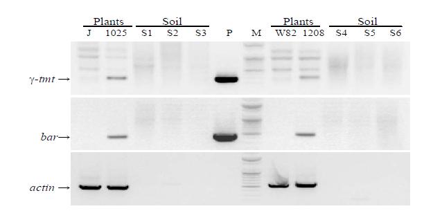 PCR products of transgene in the transgenic plant and rhizosphere soil samples. Lanes J, soybean DNA of Jack; 1025, soybean DNA of 1025-3-17; S, soil DNA replication; P, positive control; M, molecular marker; W82, soybean DNA of Williams82; 1208, soybean DNA of 1208-3-30.