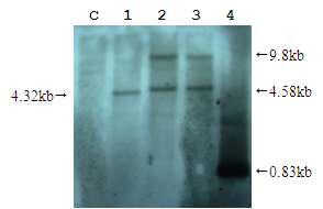 무선발 해충저항성 Bt 벼의 southern blot 분석