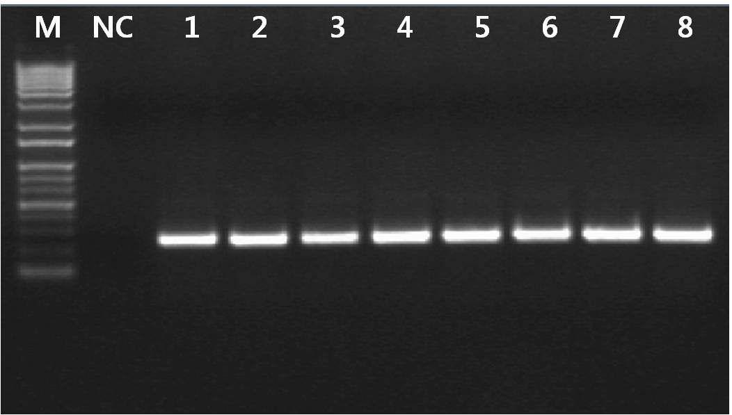 무선발마커 해충저항성 Bt 벼의 RT-PCR 결과