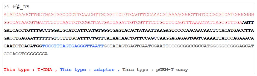 pRDA-RTB 5번 계통의 Flanking sequence 분석 염기서열 결과