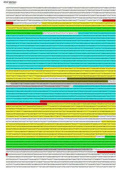 형질전환벡터 416의 완전장 염기서열