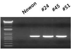 M A DS2 유전자의 RT-PCR 분석결과