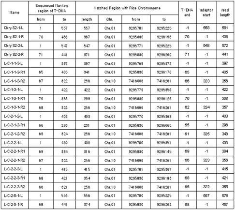 복합형질 벼의 flanking sequence 결과 및 염기서열