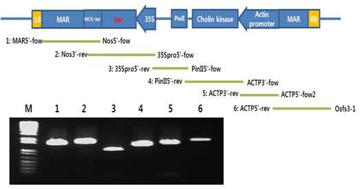 LS28 형질전환벡터의 완전염기서열 분석을 위한 PCR cloning 모식도