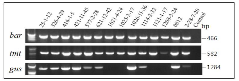 PCR amplification of transgenic soybean