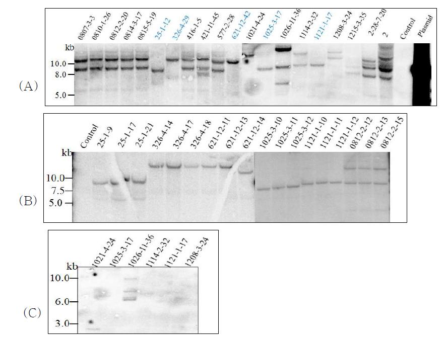 Southern-blot analysis of genomic DNA from transgenic soybean plants