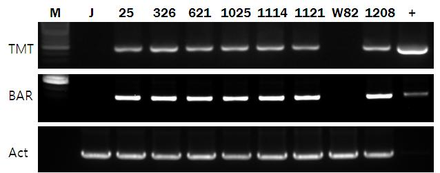 Results of PCR of the gDNAs extracted from transgenic and parental soybean plants