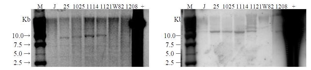 Southern blot analysis of transgenic soybean. gDNA from transgenic soybean was digested