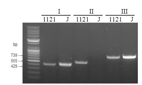 PCR product for the designed primers