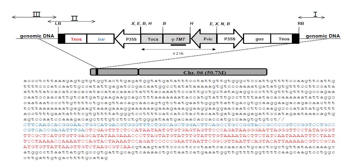 Searching for insertion site of soybean chromosome and genome in transgenic soybean 1121-1-18