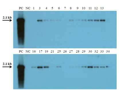 Southern blot analysis of transgenic rice plants carrying the hLF gene.