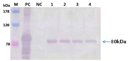 Immunodetection of human lactoferrin protein synthesized in the grains of transgenic rice plants. Twenty micrograms of total soluble protein from transgenic rice grains were resolved by SDS-PAGE and membranes were probed with anti-lactoferrin antibodies. The arrow indicates the hLF protein synthesized in the transgenicrice plants