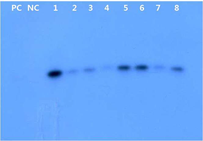 무선발 해충저항성 Bt 벼의 southern blot 분석