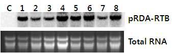 무선발마커 해충저항성 Bt 벼의 northern blot 결과