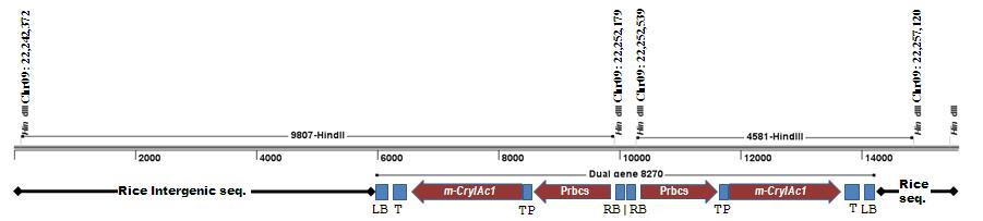 pRDA-RTB 15번 계통의 chromosome 내부로 도입된 mcry1Ac 유전자의 삽입위치와 T-DNA 모식도