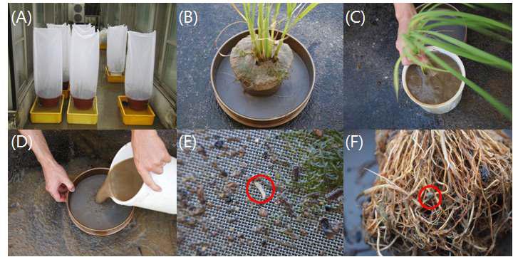 벼물바구미 살충성 검정 실험 과정(2011년)