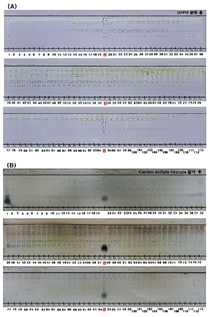 EtOAc층의 Amberlite XAD-2 column chromatography 후 TLC 분석 결과