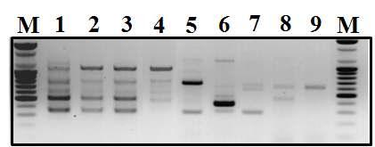꿀 속 혼입 화분 26s DNA PCR 증폭 결과