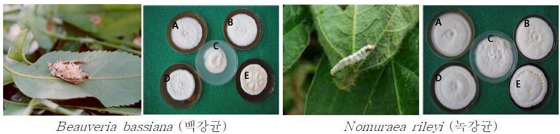 곤충기생균의 자실체 및 수벌번데기 추출 농도별 첨가배지에서 균사생육