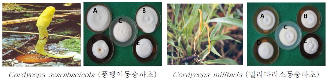 동충하초균의 자실체 및 수벌번데기 추출 농도별 첨가배지에서 균사생육