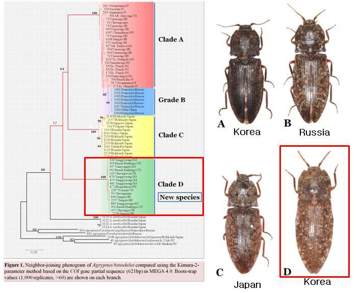 방아벌레과의 Agrypnus binodulus의 지역 개체군에서 1신종 발견