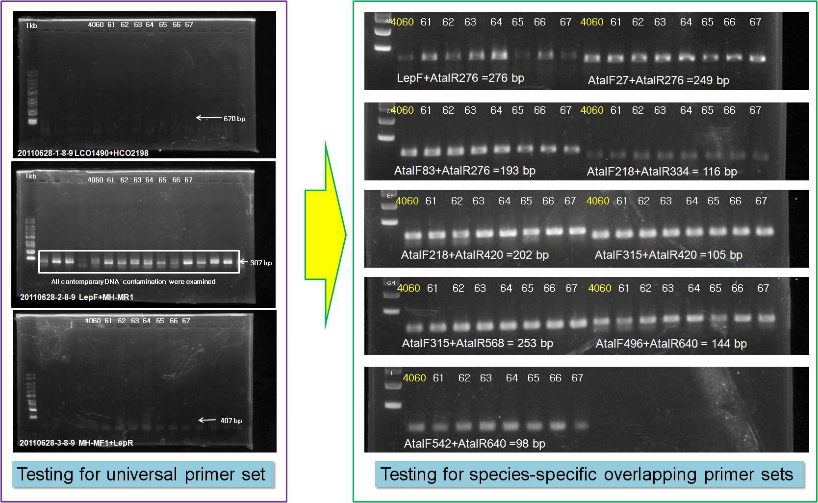1차와 2차 시험(왼쪽)과 3차 시험(오른쪽)의 PCR 성공 결과