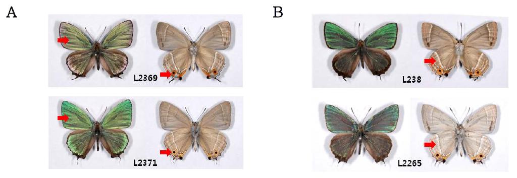 큰녹색부전나비(L2369)와 깊은산녹색부전나비(L2371), 금강산 녹색부전나비(L238)와 넓은띠녹색부전나비(L2265) 성충의 형태 비교