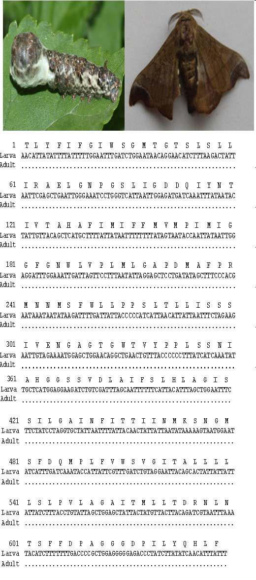 멧누에나방의 유, 성충 모습과 바코드 영역 분석결과: 유, 성충간 1 bp 차이