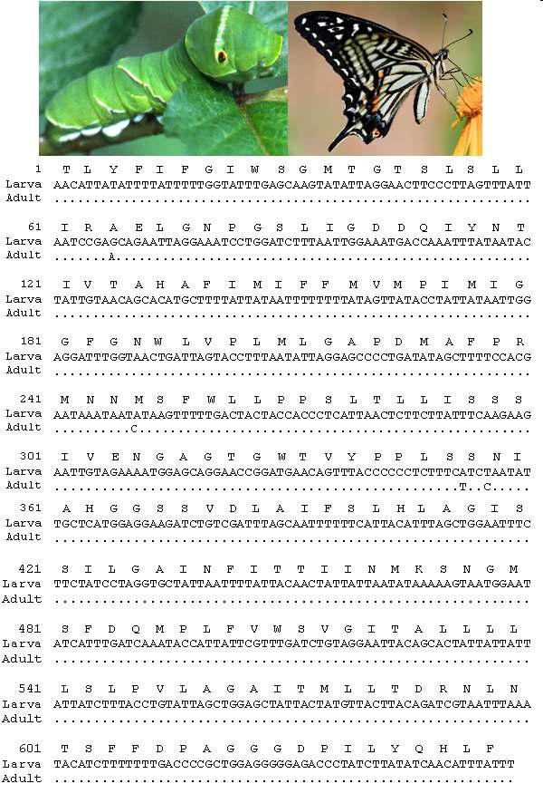 호랑나비의 유, 성충 모습과 바코드 영역 분석결과: 유, 성충간 4 bp 차이