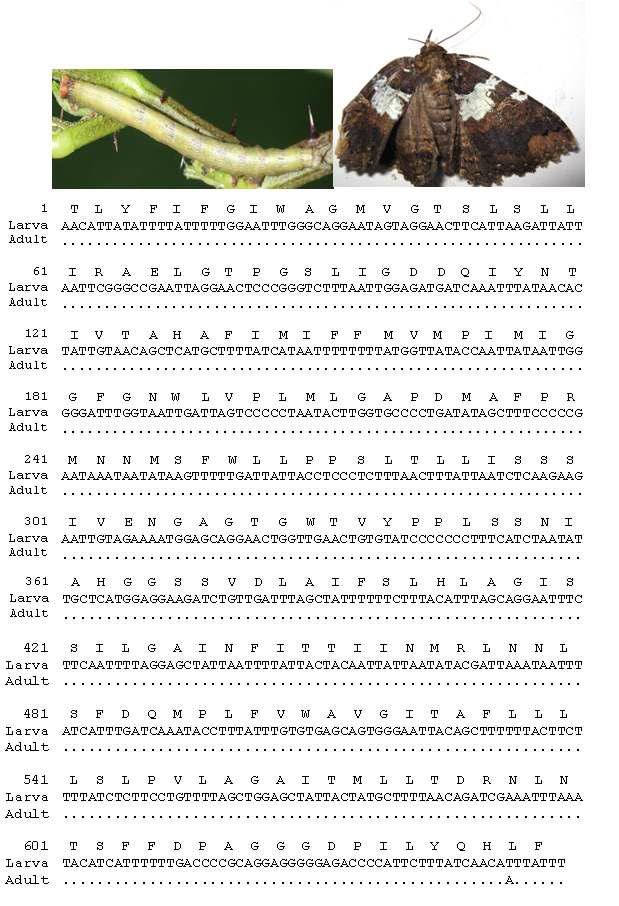 애흰줄썩은잎밤나방의 유, 성충 모습과 바코드 영역 분석결과: 유, 성충간 1 bp 차이