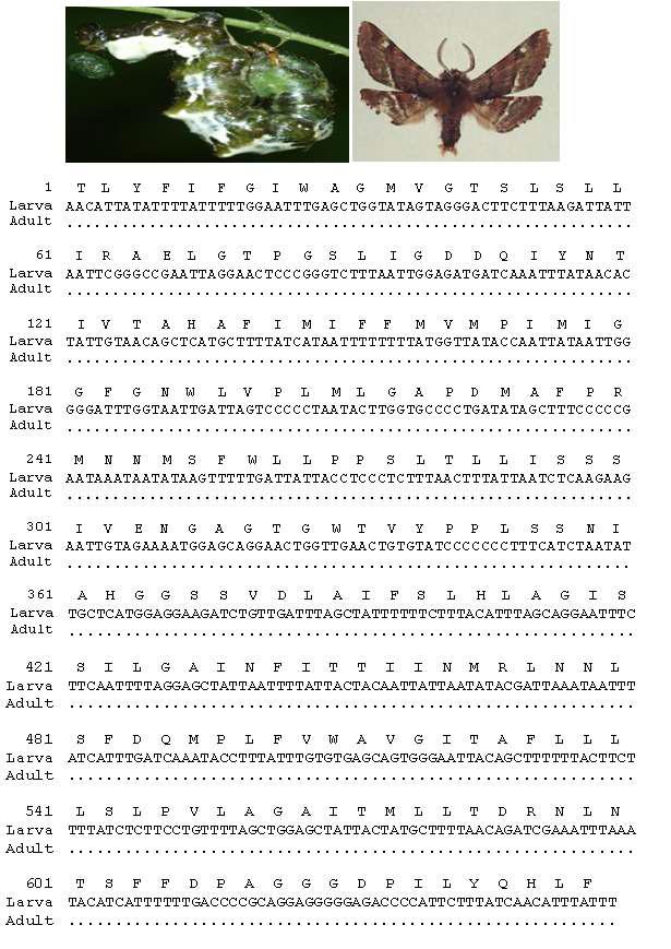 가시가지나방의 유, 성충 모습과 바코드 영역 분석결과: 유, 성충간 0 bp 차이