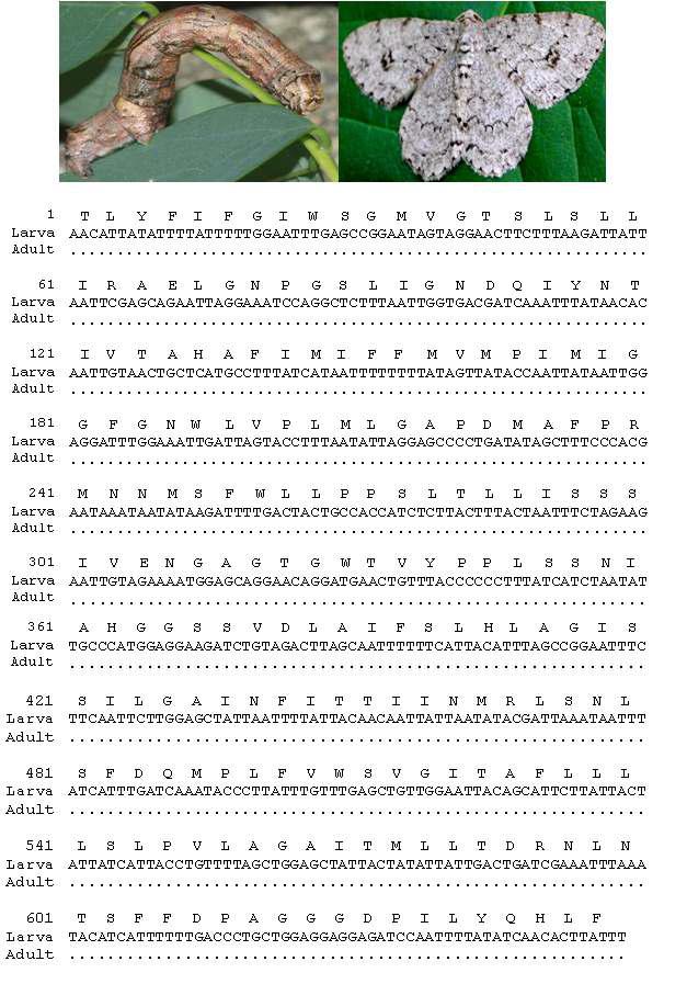 줄고운가지나방의 유, 성충 모습과 바코드 영역 분석결과: 유, 성충간 0 bp 차이