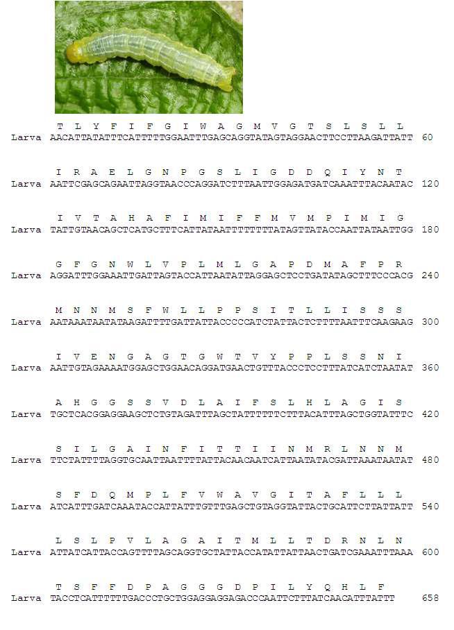 먹세줄흰가지나방의 유충 모습과 바코드 영역 분석 결과