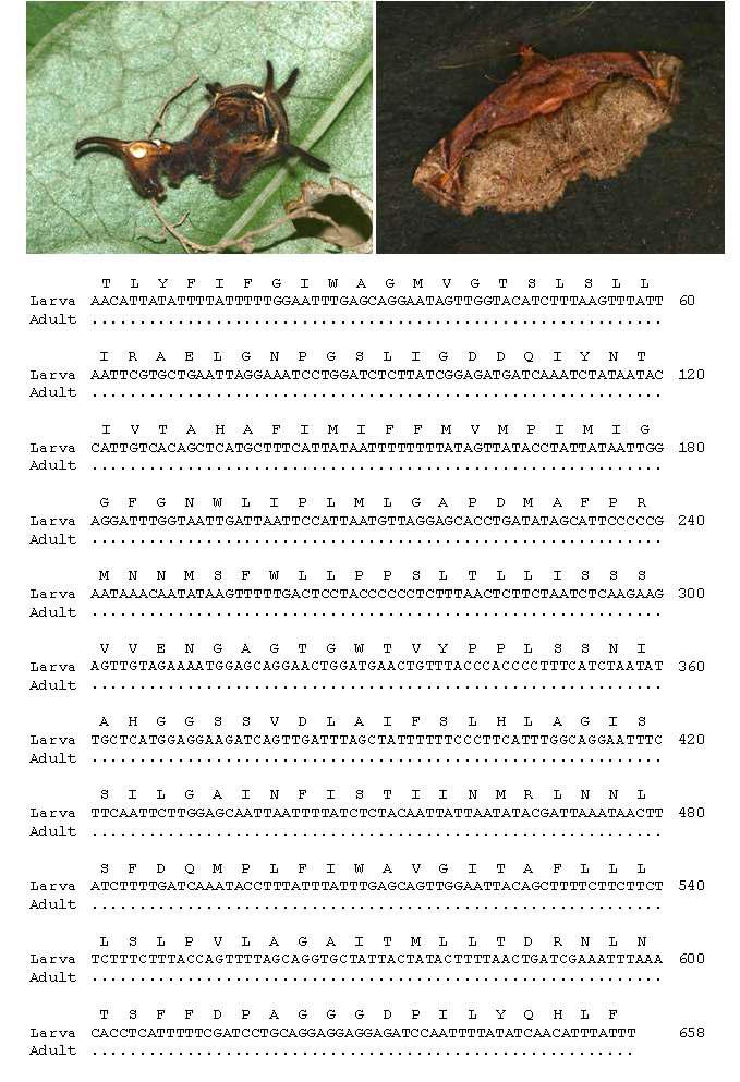 꽃꼬마밤나방유, 성충 모습과 바코드 영역 분석결과: 유, 성충간 0 bp 차이