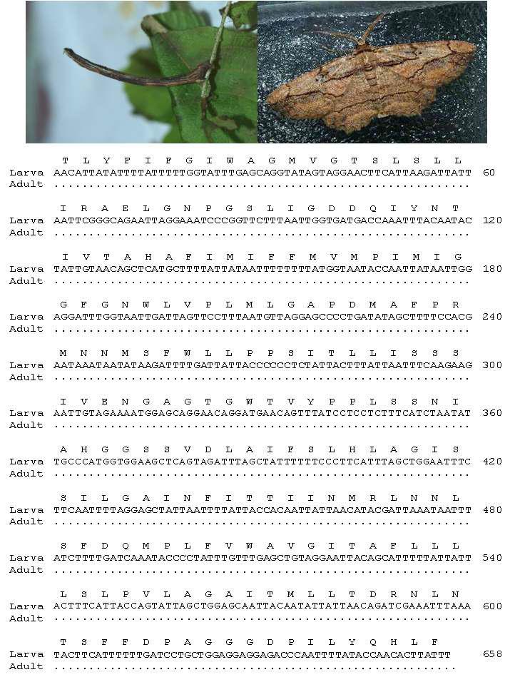 먹그림가지나방 유, 성충 모습과 바코드 영역 분석결과: 유, 성충간 0 bp 차이