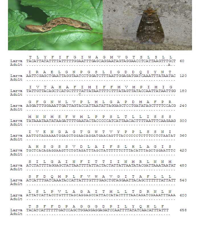 무늬뾰족날개나방 유, 성충 모습과 바코드 영역 분석결과: 유, 성충간 0 bp 차이