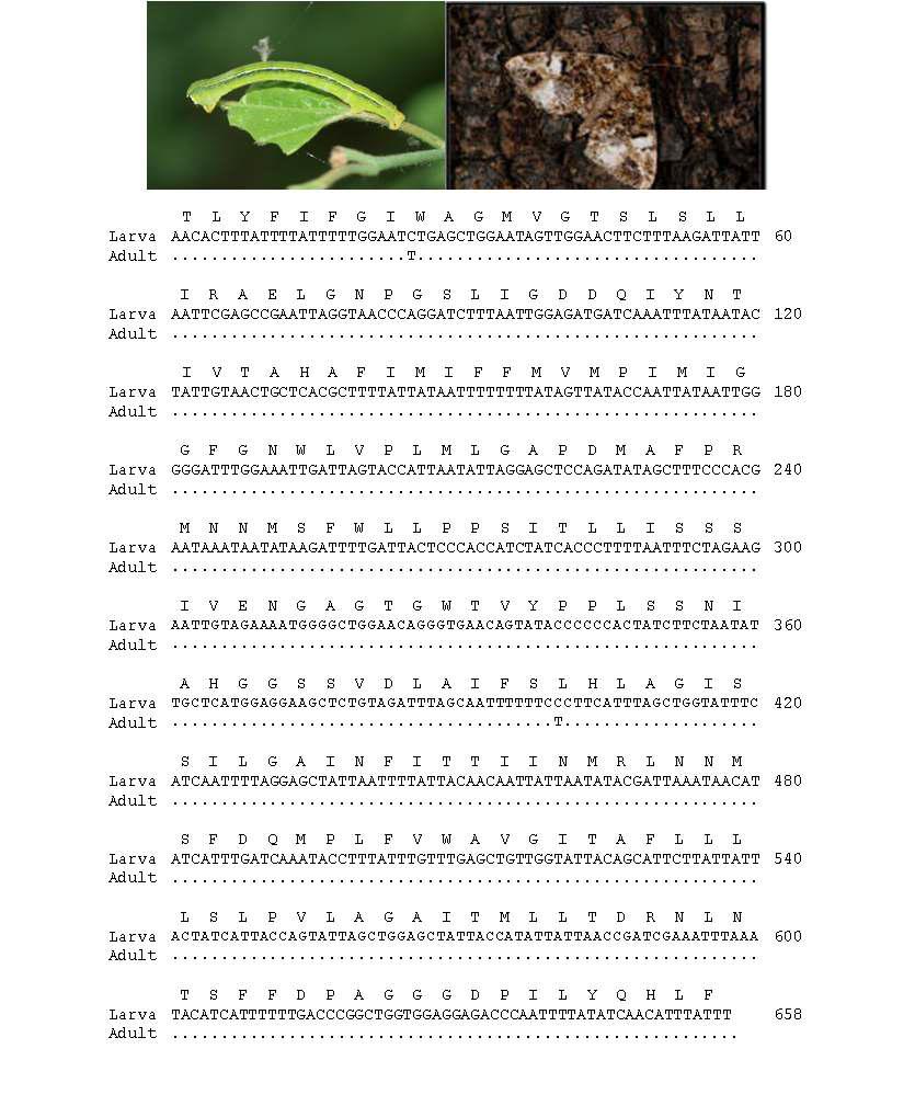 넓은띠큰가지나방유, 성충 모습과 바코드 영역 분석결과: 유, 성충간 2 bp 차이