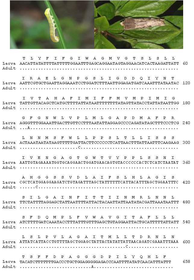 이른봄밤나방유, 성충 모습과 바코드 영역 분석결과: 유, 성충간 4 bp 차이