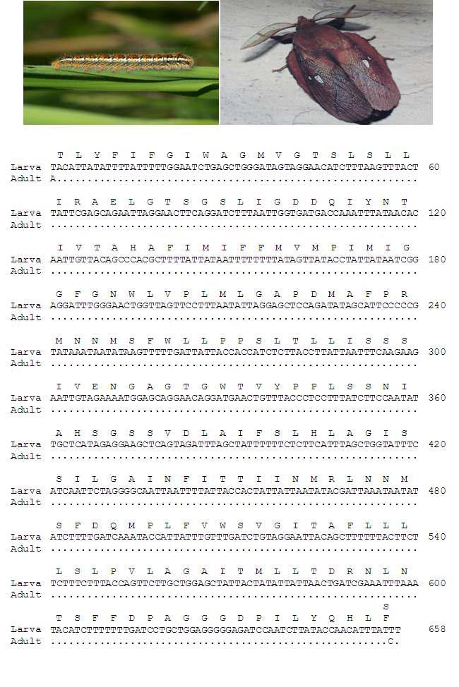 대나방 유, 성충 모습과 바코드 영역 분석결과: 유, 성충간 0 bp 차이