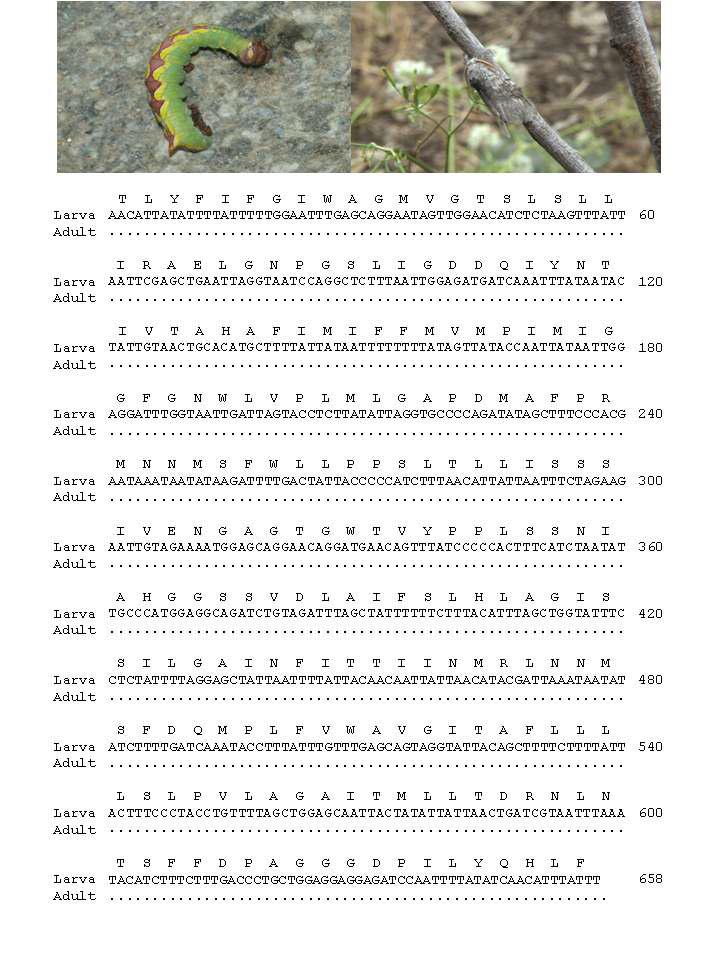 흰무늬재주나방 유, 성충 모습과 바코드 영역 분석결과: 유, 성충간 0 bp 차이